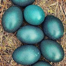 Emu Egg